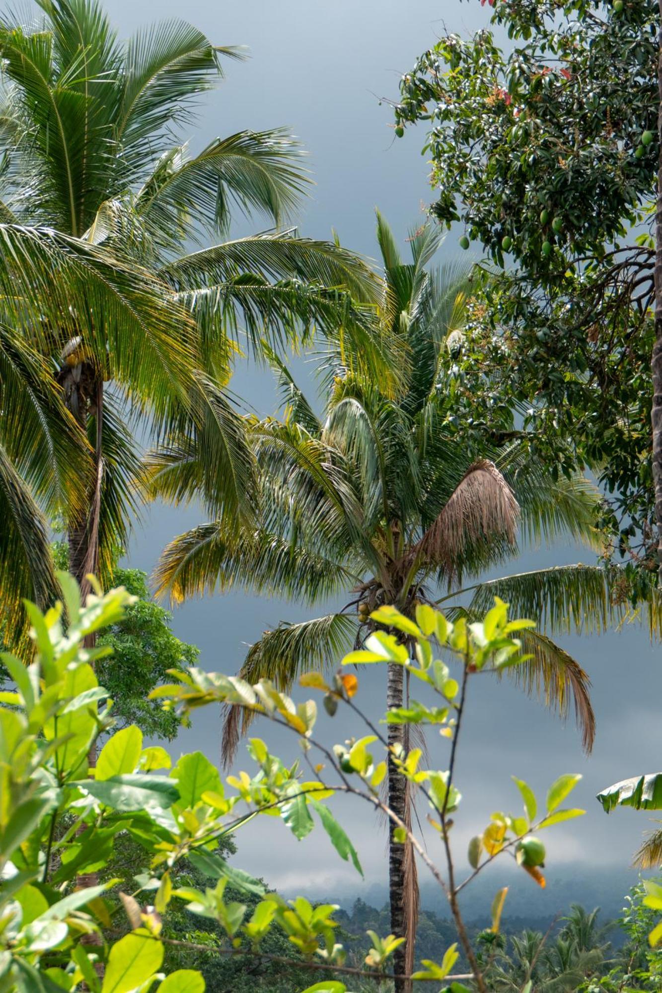 Rinjani Eco Villa Senaru Bayan Екстер'єр фото